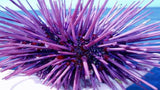 Sea Urchin | Super Bulky Merino Purple Blue Violet Pink Semi Solid Tonal / Single 1-ply wool nylon / Indie Hand Dyed Ready to Ship